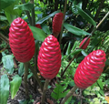 Ginger Shampoo Plant (Zingiber zerumbet) Bareroot 6–8" | Awapuhi, Pinecone Ginger