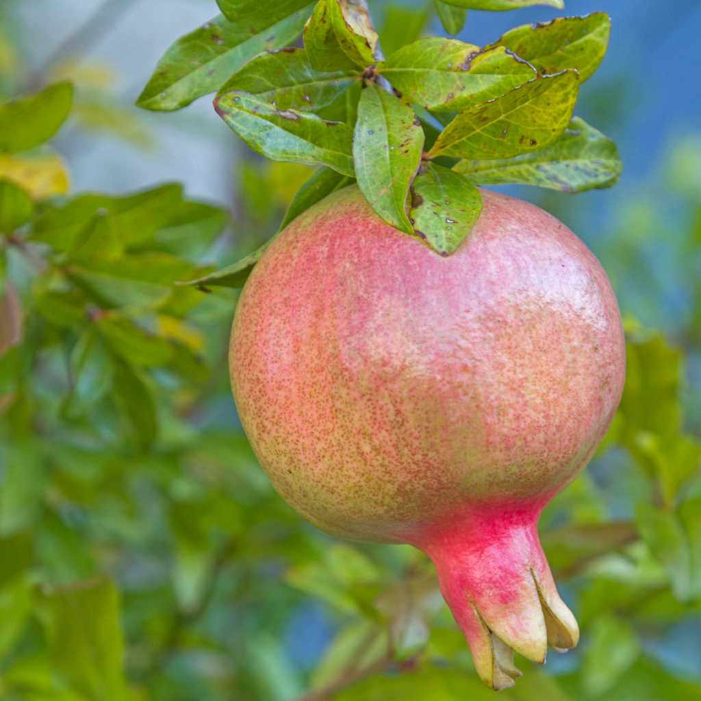 Sirenevyi Pomegranate Cuttings (Punica granatum ‘Sirenevyi’) – 3 Fresh Scions for Rooting or Grafting