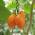 6 Unrooted Solanum betaceum 'Camo' Tree Tomato Cuttings - Rare Tamarillo Variety