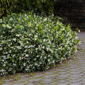 Star Jasmine Plant Trachelospermum jasminoides - 1 Rooted Stem Live Vine