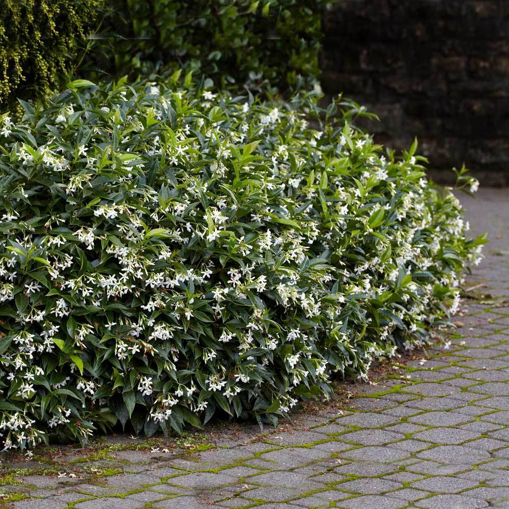 Star Jasmine Plant Trachelospermum jasminoides - 1 Rooted Stem Live Vine
