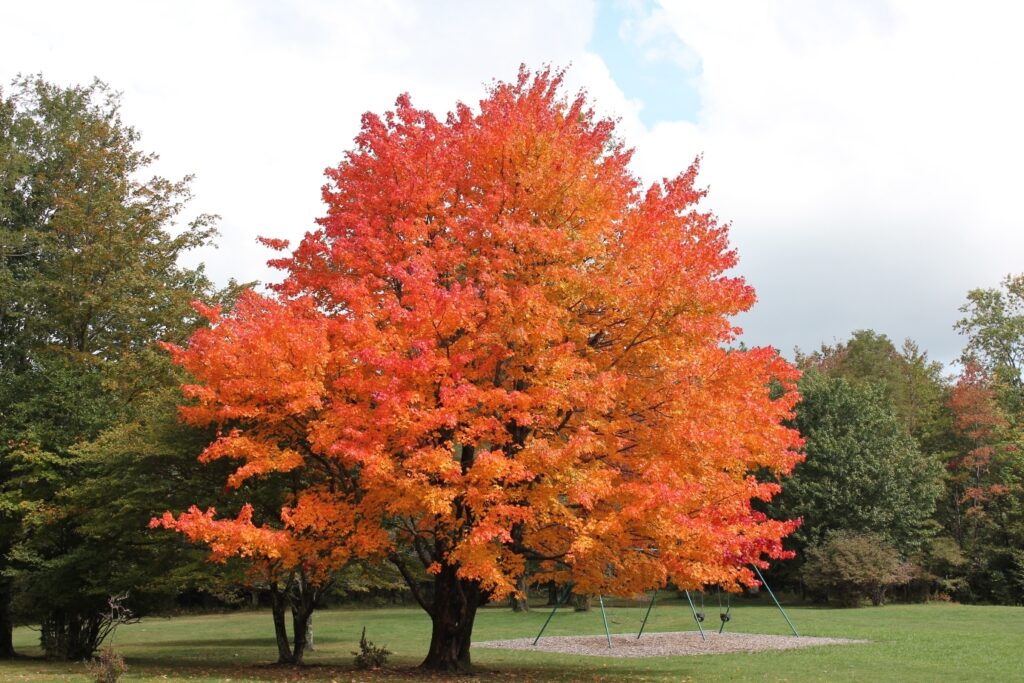 Sugar Maple Tree (Acer saccharum) Live Bareroot 10–18" Tall | Hardy Shade Tree