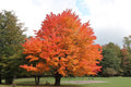 Sugar Maple Tree (Acer saccharum) Live Bareroot 10–18" Tall | Hardy Shade Tree