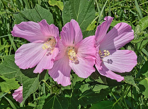 Hibiscus moscheutos Seeds - Swamp Rose Mallow (Crimsoneyed Rosemallow) - 30 Non-GMO Seeds