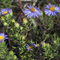 Symphyotrichum oblongifolium Seeds (Aromatic Aster) – 100 Non-GMO Seeds for Pollinator Gardens