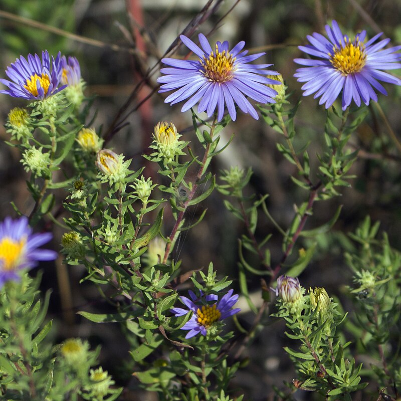 Symphyotrichum oblongifolium Seeds (Aromatic Aster) – 100 Non-GMO Seeds for Pollinator Gardens