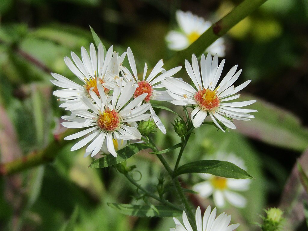 Symphyotrichum pilosus Seeds - Heath Aster | 100 Seeds | Native Wildflower for Pollinator Gardens