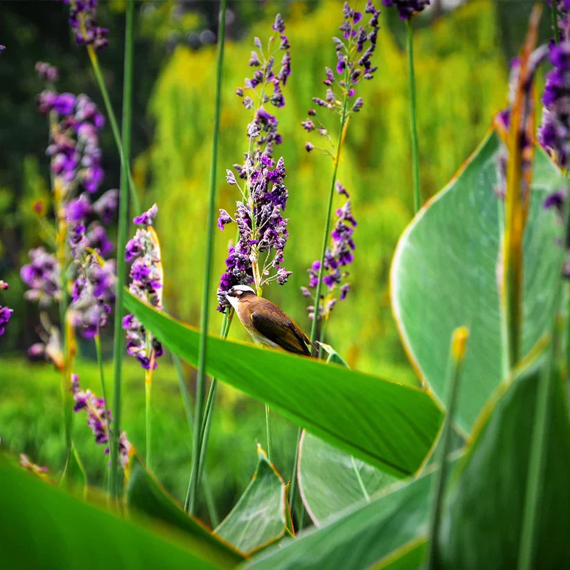 Thalia dealbata (Hardy Water Canna) Bareroot Live Plant - Cold-Hardy Water Margin