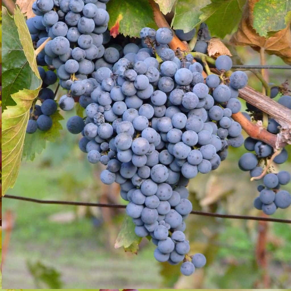 Thomcord Seedless Grape Cuttings - 5 Unrooted Vitis vinifera Thomcord Grapevine Cuttings
