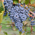 Thomcord Seedless Grape Cuttings - 5 Unrooted Vitis vinifera Thomcord Grapevine Cuttings