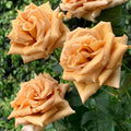 Toffee Ecuadorian Rose Cuttings (3 Unrooted) – Rosa 'Toffee' Caramel-Brown Rose for Rooting & Grafting
