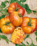 Old German Tomato Live Plants (Solanum lycopersicum) - 2 Starter Plants, 6–10"