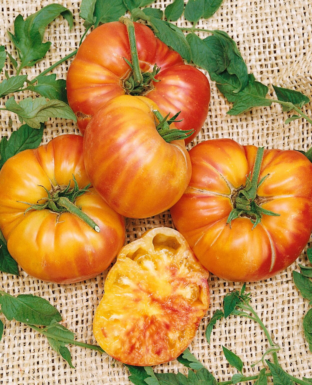 Old German Tomato Live Plants (Solanum lycopersicum) - 2 Starter Plants, 6–10"