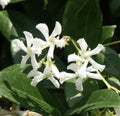Organic Live Star Jasmine (Trachelospermum jasminoides) Unrooted Cuttings