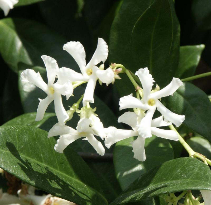 Organic Live Star Jasmine (Trachelospermum jasminoides) Unrooted Cuttings