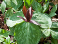 Purple Toad Trillium Bulbs (Trillium cuneatum) – 5 Pack | Sweet Betsy Native Woodland Perennial