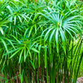 Live Dwarf Umbrella Palm (Cyperus alternifolius gracilis) Bareroot - Marginal Pond Plant