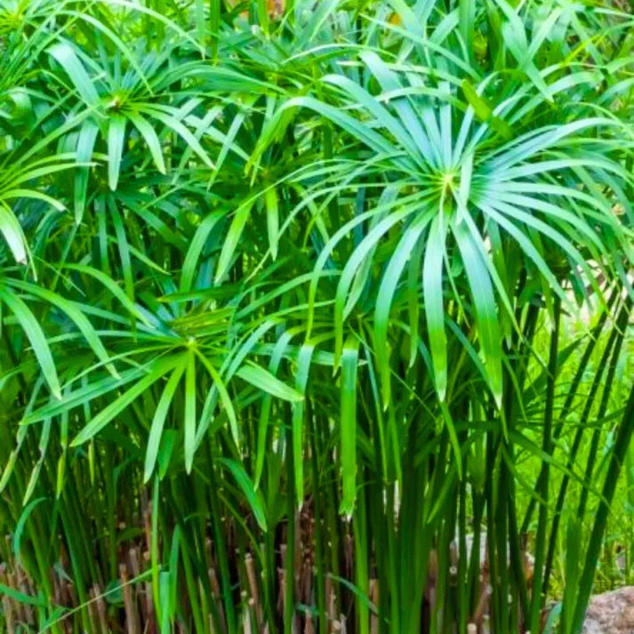 Live Dwarf Umbrella Palm (Cyperus alternifolius gracilis) Bareroot - Marginal Pond Plant