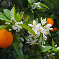 Valencia Orange Cuttings (Citrus sinensis) 6–8 Inch Unrooted for Rooting or Grafting
