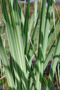 Variegated Cattail Typha latifolia variegata Bareroot - Hardy Pond Marginal Plant