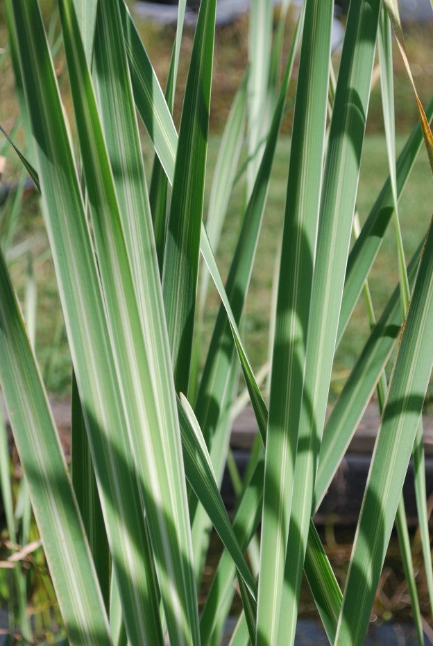 Variegated Cattail Typha latifolia variegata Bareroot - Hardy Pond Marginal Plant