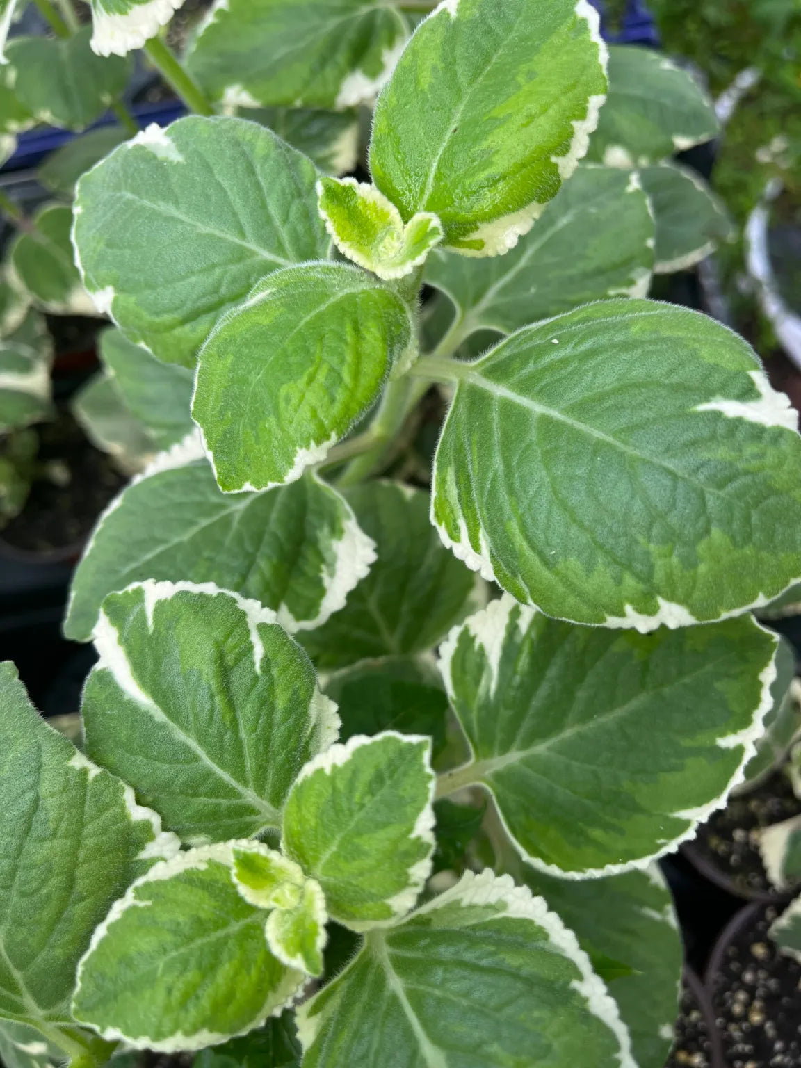 Variegated Cuban Oregano Cuttings (Plectranthus amboinicus) - 5 Fresh Unrooted