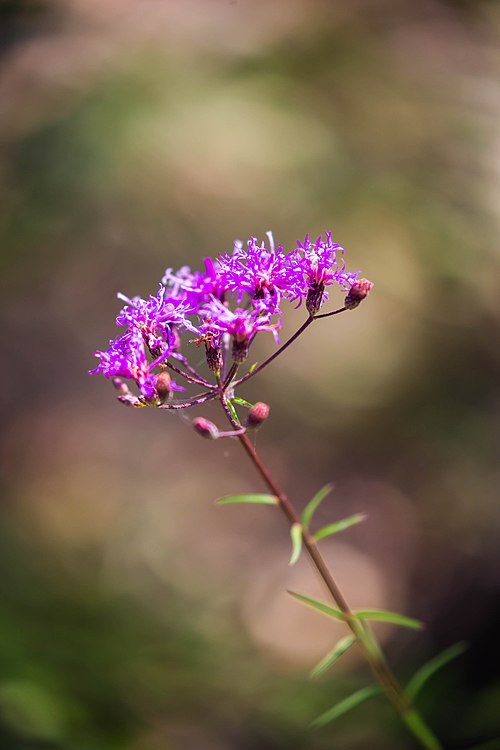 Vernonia angustifolia (Tall Ironweed) Seeds - 100 Non-GMO Native Perennial for Pollinator Gardens
