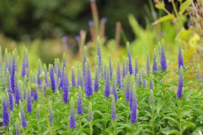 Live Royal Candles Veronica spicata - 1 Pint Pot | Deep Blue Spikes, Attracts Pollinators, Deer/Rabbit Resistant