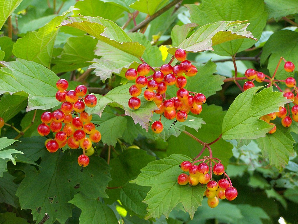 Viburnum opulus Cuttings - Eastern Snowball (Chervona Kalyna) Unrooted for Propagation, 15 Fresh Stems