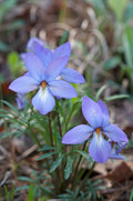 Bird’s-Foot Violet (Viola pedata) Bare-Root Plants — 10 Native Wildflowers
