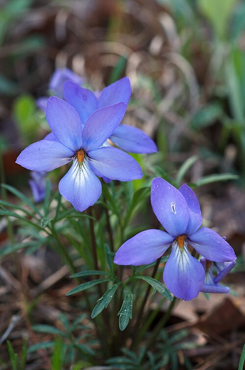 Bird’s-Foot Violet (Viola pedata) Bare-Root Plants — 10 Native Wildflowers