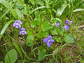 Blue Garden Violet Viola papilionacea Bare Root Plants - 5 Native Perennial Ground Cover