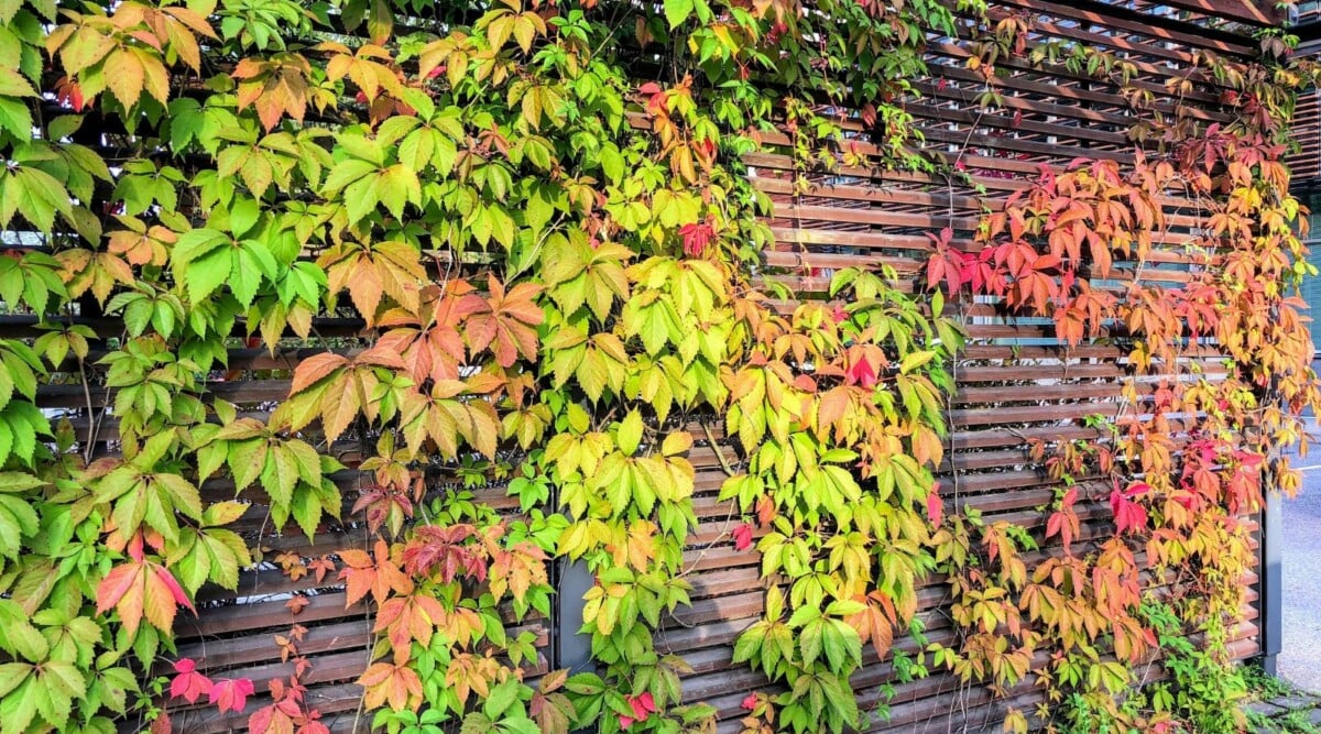 Virginia Creeper Live Rooted Cuttings – 5–8" Parthenocissus quinquefolia Climber, Cold Hardy