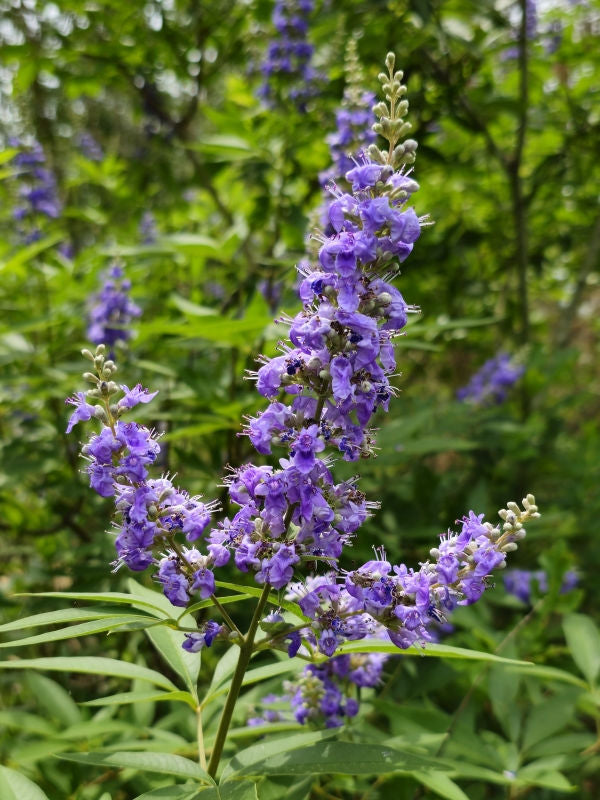 Vitex Chaste Tree Live Plant (Vitex agnus-castus) – Lilac Chasteberry Shrub/Small Tree