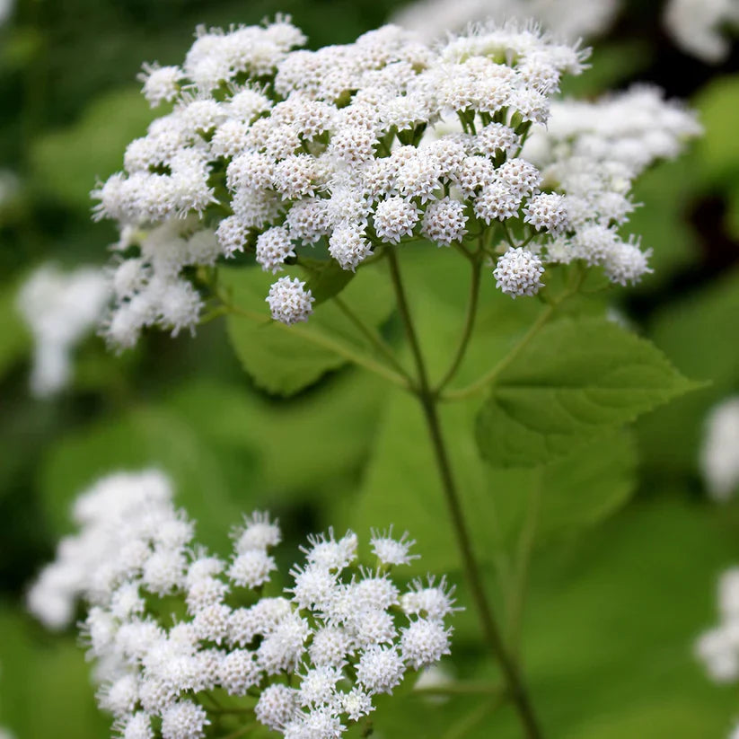 Ageratina altissima (White Snakeroot) Seeds - 500 Premium Non-GMO Seeds for Native Gardens