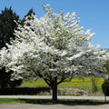 12 American White Dogwood Cuttings (Cornus florida) Unrooted Scions for Grafting or Rooting