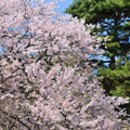 Yoshino Cherry Tree (Prunus × yedoensis) - 2ft Bare Root, Pink-White Blossoms, Fast-Growing Ornamental Tree