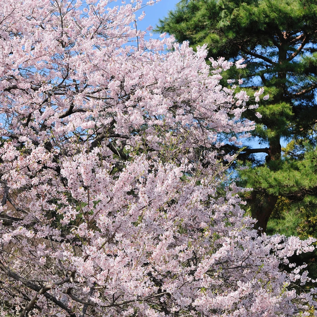 Yoshino Cherry Tree (Prunus × yedoensis) - 2ft Bare Root, Pink-White Blossoms, Fast-Growing Ornamental Tree