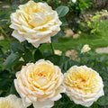 Golden Yves Piaget Rose Cuttings (3) | Unrooted Rosa Yves Piaget Floribunda