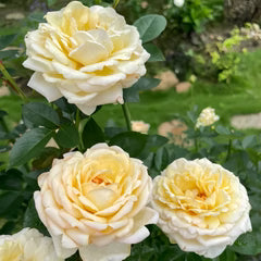 Golden Yves Piaget Rose Cuttings (3) | Unrooted Rosa Yves Piaget Floribunda