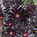 Aeonium Arboreum 'Zwartkopf' Cutting (Unrooted) – 3–5" Black Rose Succulent