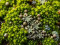 10 Live Lichen & Moss Covered Wood Sticks 6–12" – Terrarium Decor, Fairy Garden, Reptile Habitat