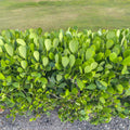 Clusia rosea Bare Root Starter Plants - 5 Autograph Tree Clusia for Hedging & Indoor/Outdoor Use