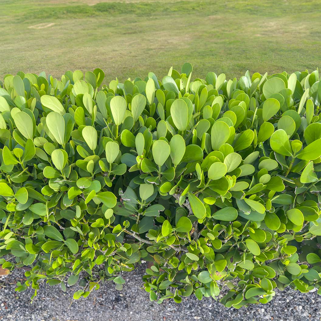 Clusia rosea Bare Root Starter Plants - 5 Autograph Tree Clusia for Hedging & Indoor/Outdoor Use