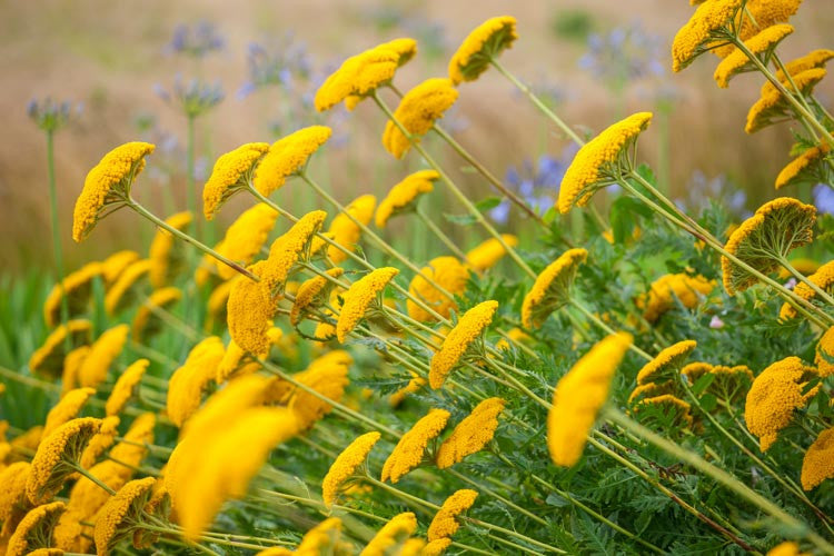 Live Moonshine Achillea Yarrow Plant - Yellow Blooms, Drought Tolerant, 1 Pint Pot, Zone 3–9