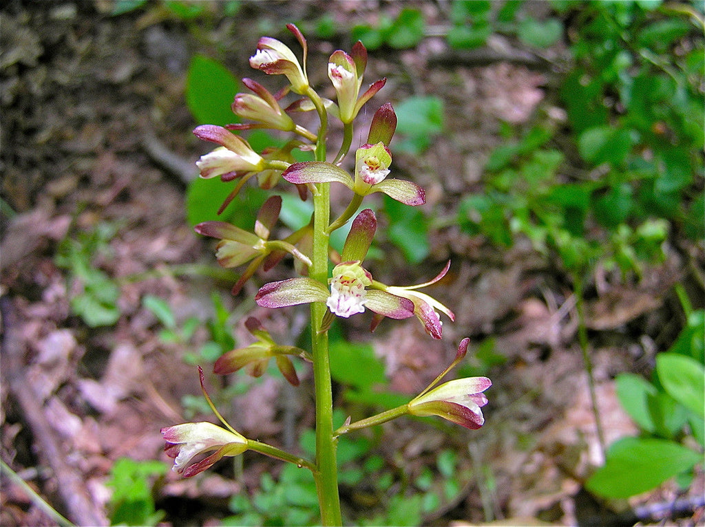 Adam & Eva Orchid (Aplectrum hyemale) Bare-Root - 2 Plants | Putty Root, Winter Leaves
