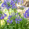 African Blue Agapanthus Live Plant (Bareroot) 6–8" Tall | Lily of the Nile - Blue Flowering Perennial