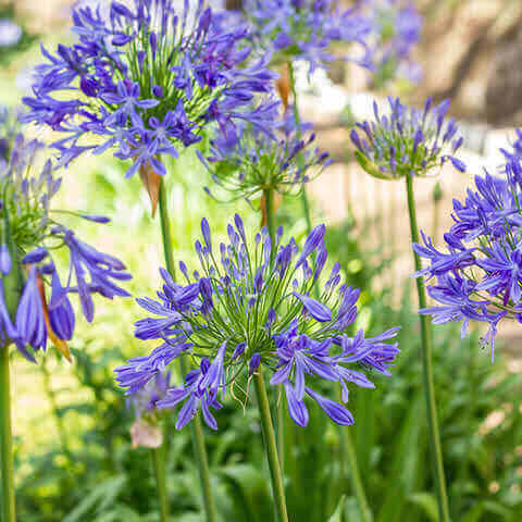 African Blue Agapanthus Live Plant (Bareroot) 6–8" Tall | Lily of the Nile - Blue Flowering Perennial