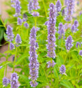 Blue Fortune Agastache Live Plant - Giant Hyssop, 1 Pint Pot, Pollinator Magnet