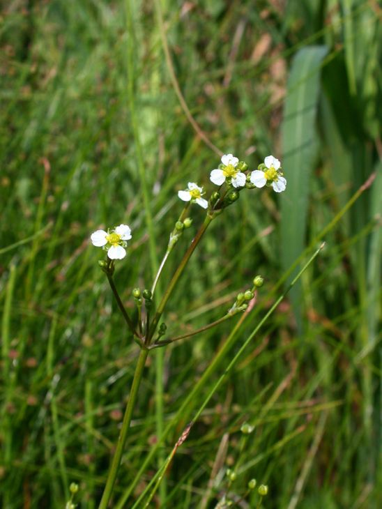 Alisma triviale Seeds - Large-Flowered Water Plantain | 300 Non-GMO Seeds for Wetlands & Pollinator Gardens